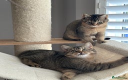 British Shorthair cats for sale: READY NOW! 2 available girls - Advert 6