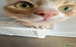 British Shorthair cats for sale: 3 year old Milo - Image 2