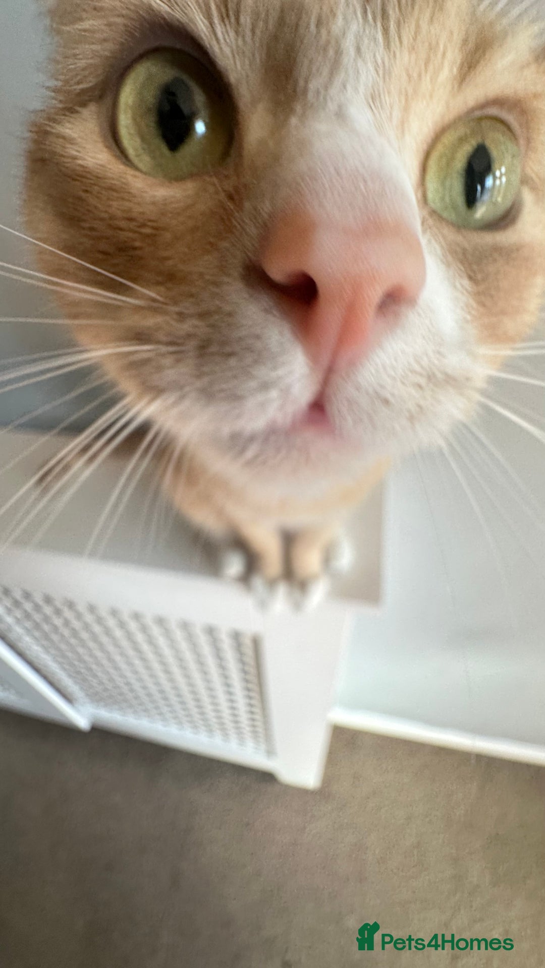 British Shorthair cats for sale: 3 year old Milo - Image 2