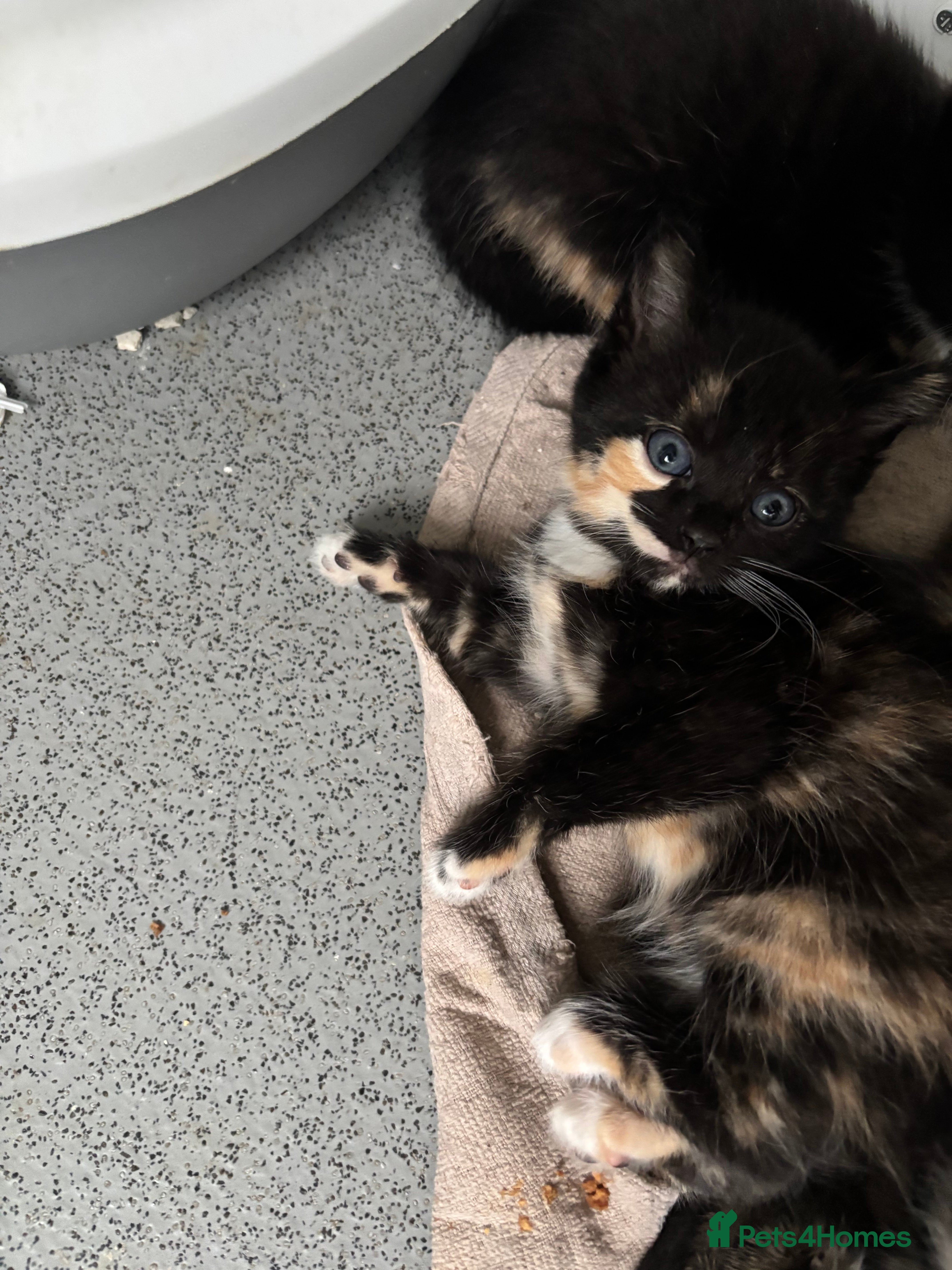 Mixed Breed cats Beautiful calico and tortoise shell kittens - Advert 4