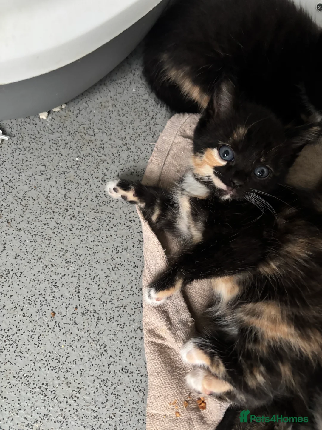 Mixed Breed cats for sale: Beautiful calico and tortoise shell kittens - Advert 1