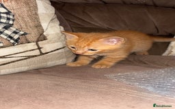 Mixed Breed cats for sale: Calico cross tabby  - Image 7