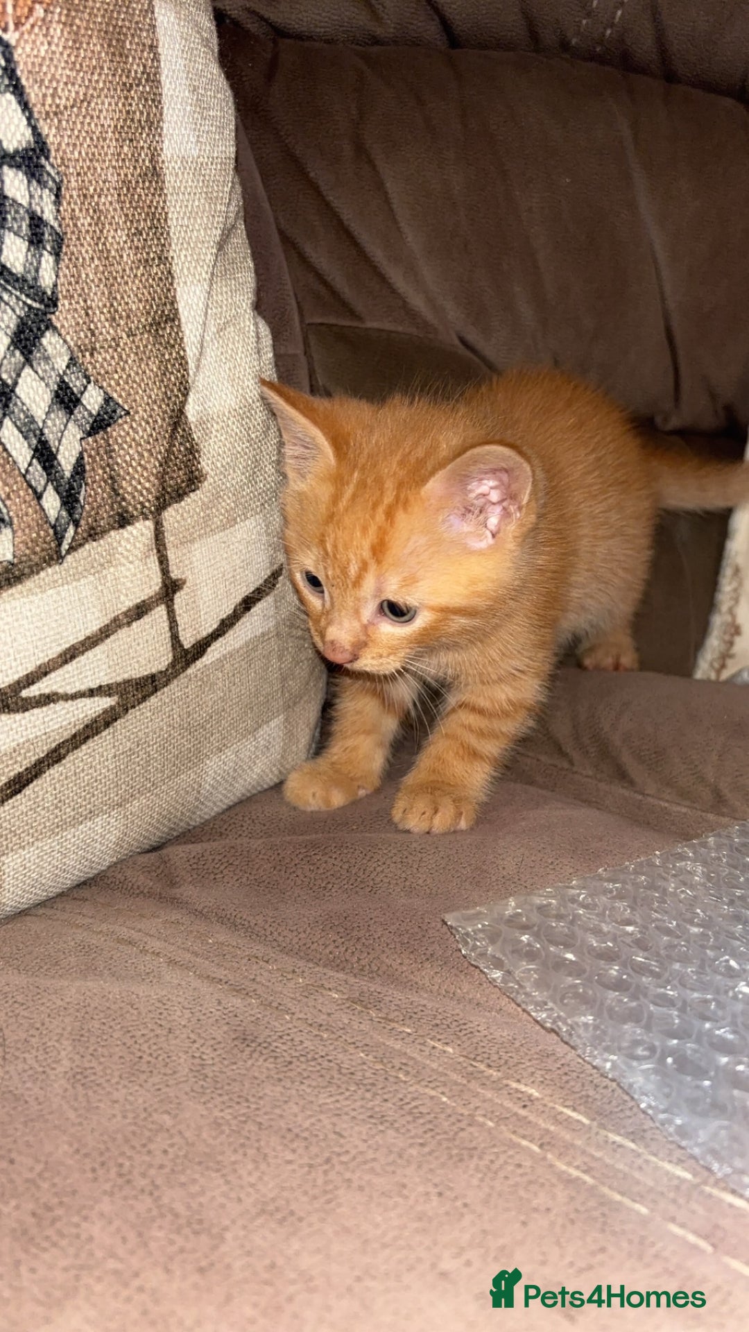 Mixed Breed cats for sale: Calico cross tabby  - Image 7