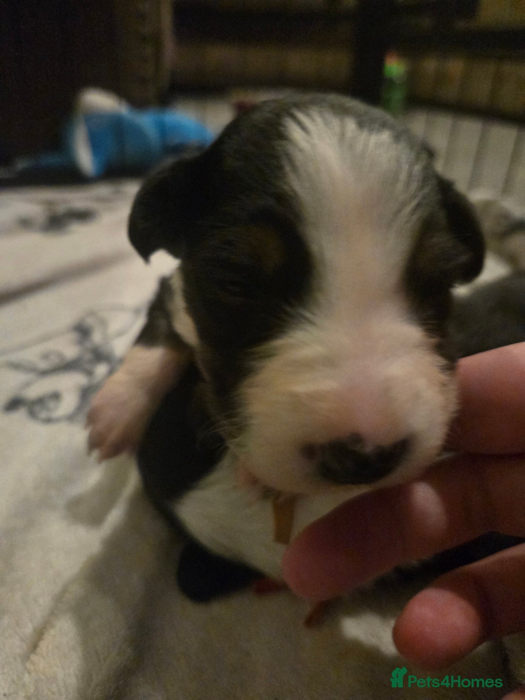 Border Collie dogs for sale: bored collie puppies  - Image 7