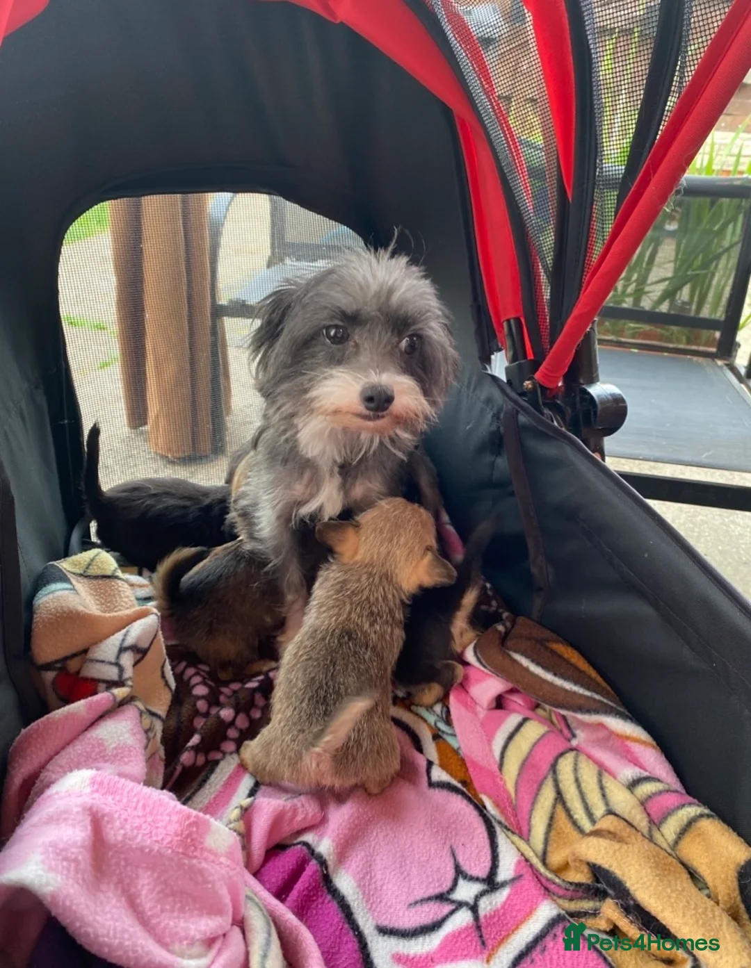 Chorkie dogs for sale: Chorkie Boys - Advert 7