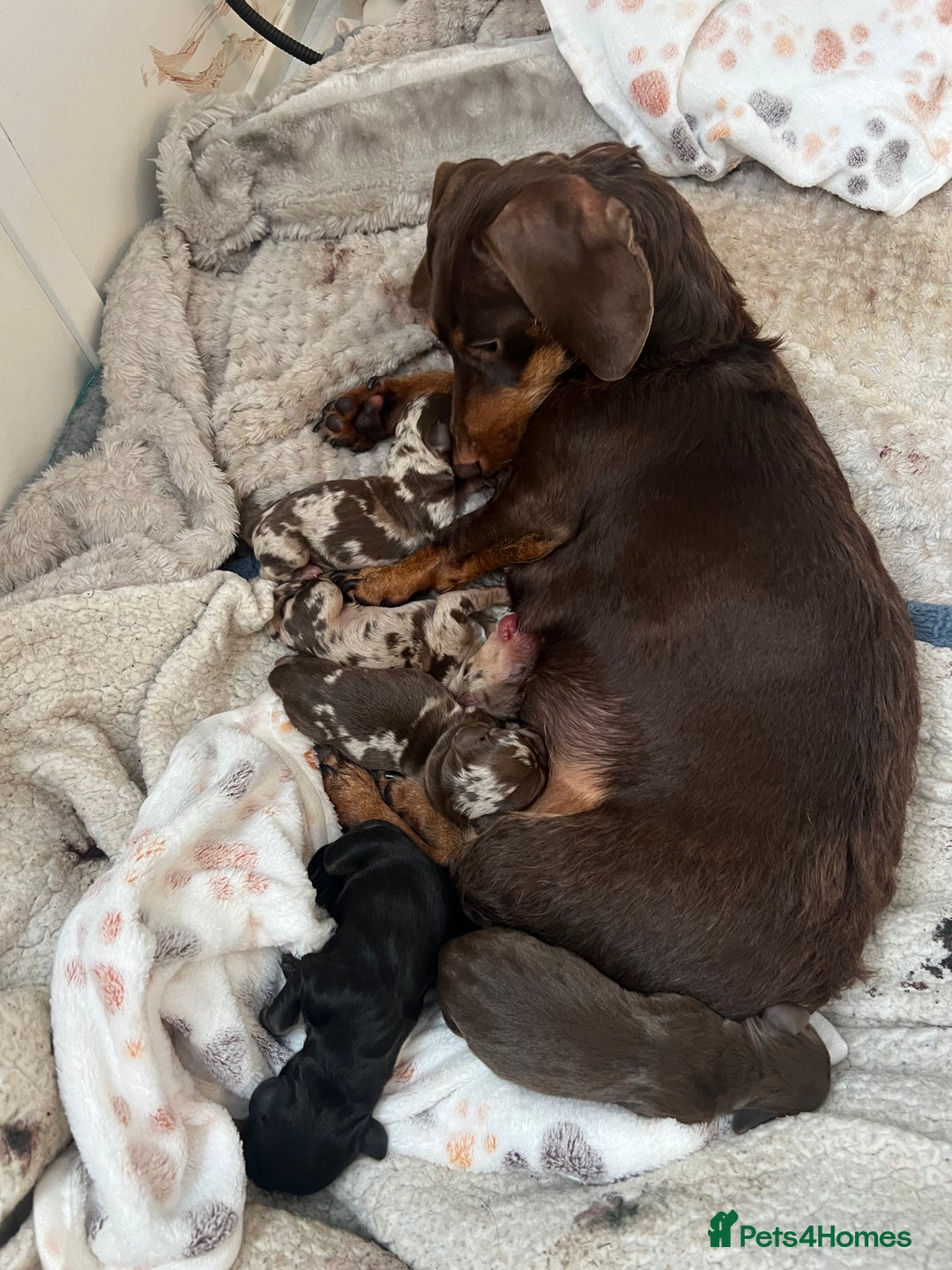 Dachshund dogs for sale: 5 beautiful daschund’s for sale  - Image 2