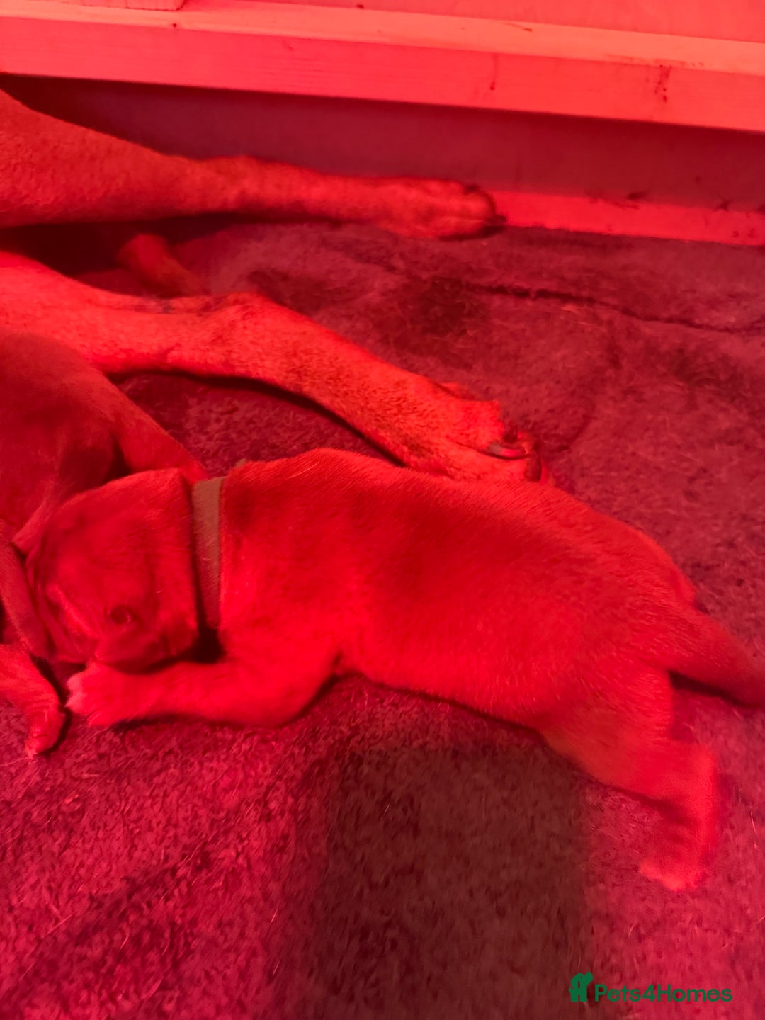 Dogue De Bordeaux dogs for sale: DOGUE DE BORDEAUX PUPPIES AVAILABLE 16/03/26 - Advert 11