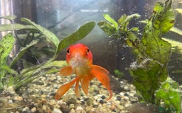 Goldfish fish for sale: Goldfish and tank set up  - Image 5