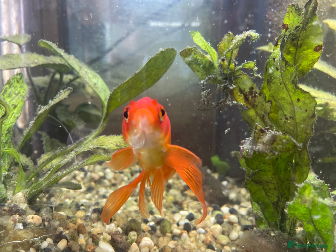 Goldfish fish for sale: Goldfish and tank set up  - Image 5