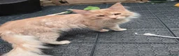 Maine Coon cats for sale: Stunning Tica Maine Coons kittens  - Advert 7