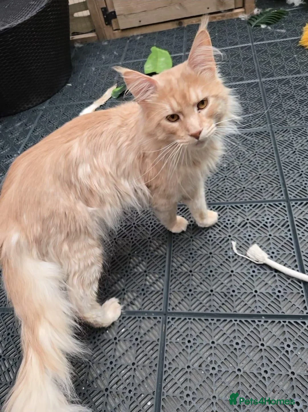 Maine Coon cats for sale: Stunning Tica Maine Coons kittens  - Advert 7