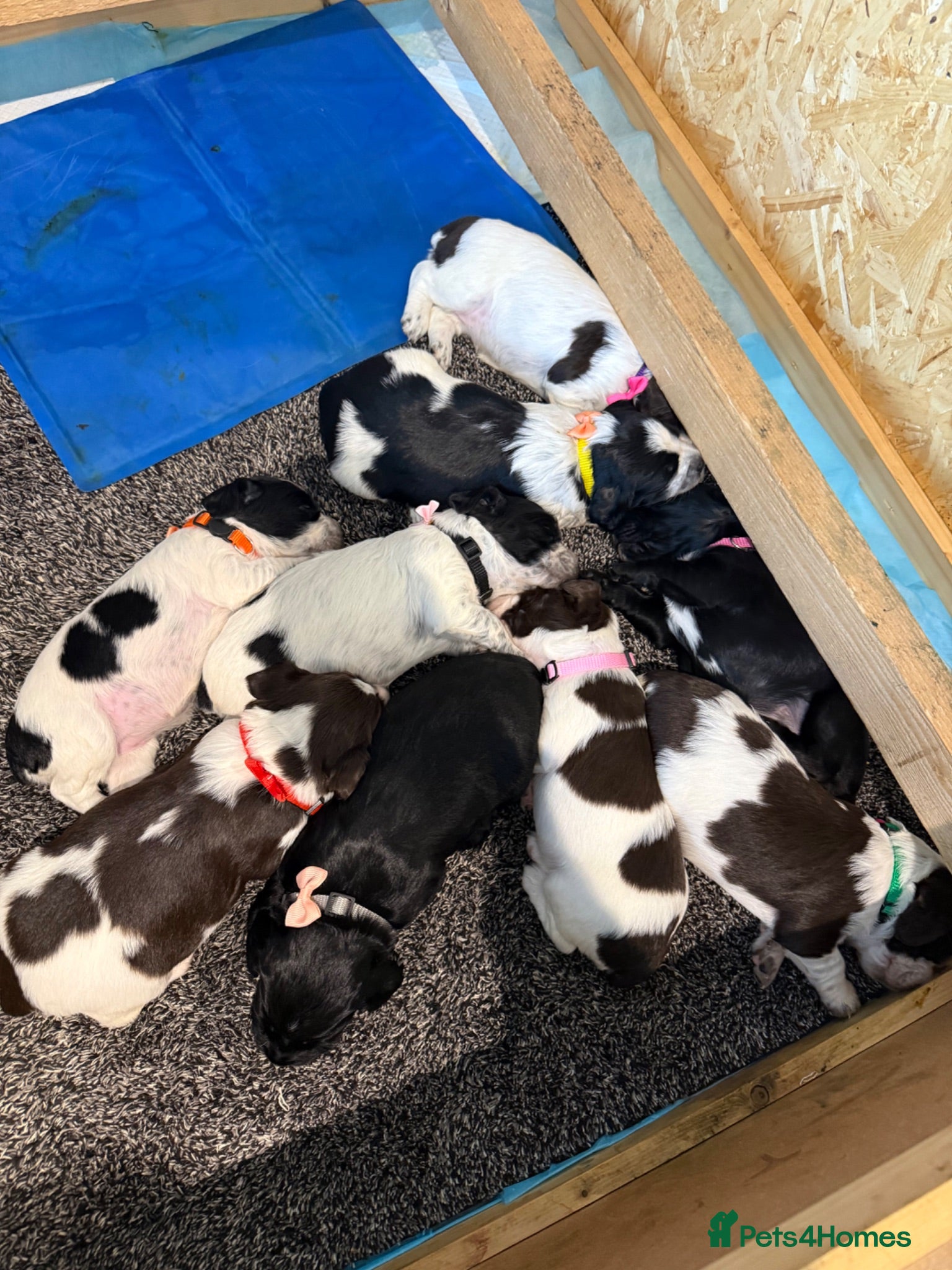 Sprocker dogs Working sproker spaniel pups  - Advert 2
