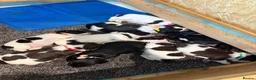 Sprocker dogs for sale: Working sproker spaniel pups  - Advert 2