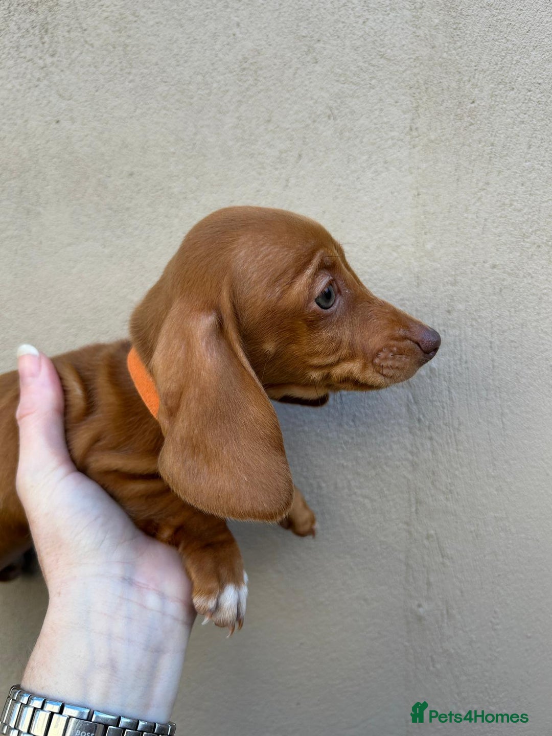 Miniature Dachshund dogs for sale: FOUR MINIATURE DACHSHUNDS PUPPIES FOR SALE - Image 8