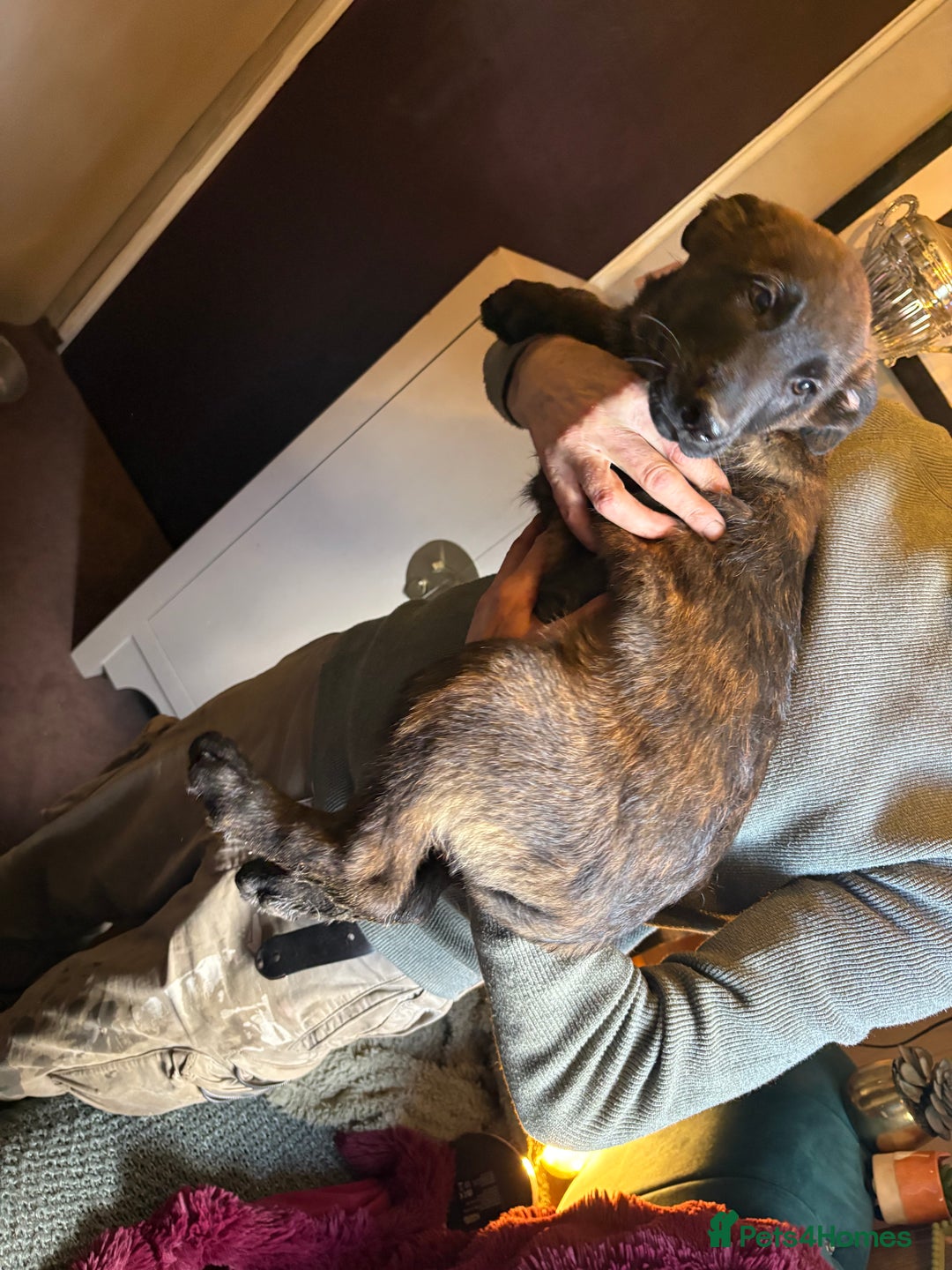 Mixed Breed dogs for sale: Dutch herder x German Shepherd pups - Image 23