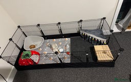 Guinea Pig rodents for sale: 3 Female Gunei Pigs with set up and cage - Image 1
