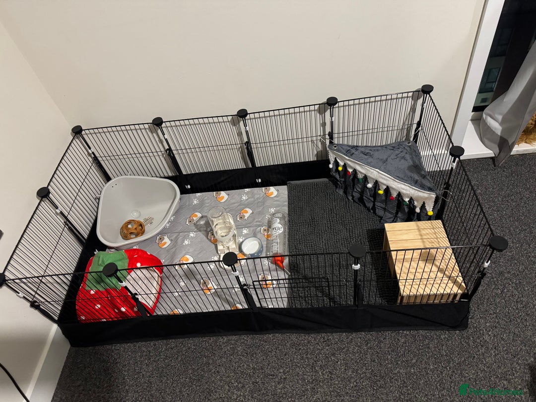 Guinea Pig rodents for sale: 3 Female Gunei Pigs with set up and cage - Image 1