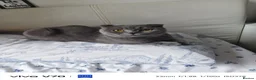 Scottish Fold cats for sale: 5 Pedigree Beautiful Loving Scottish Folds  - Advert 18