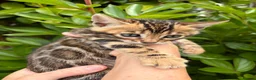Bengal cats for sale: Stunning Bengal kittens - Advert 19