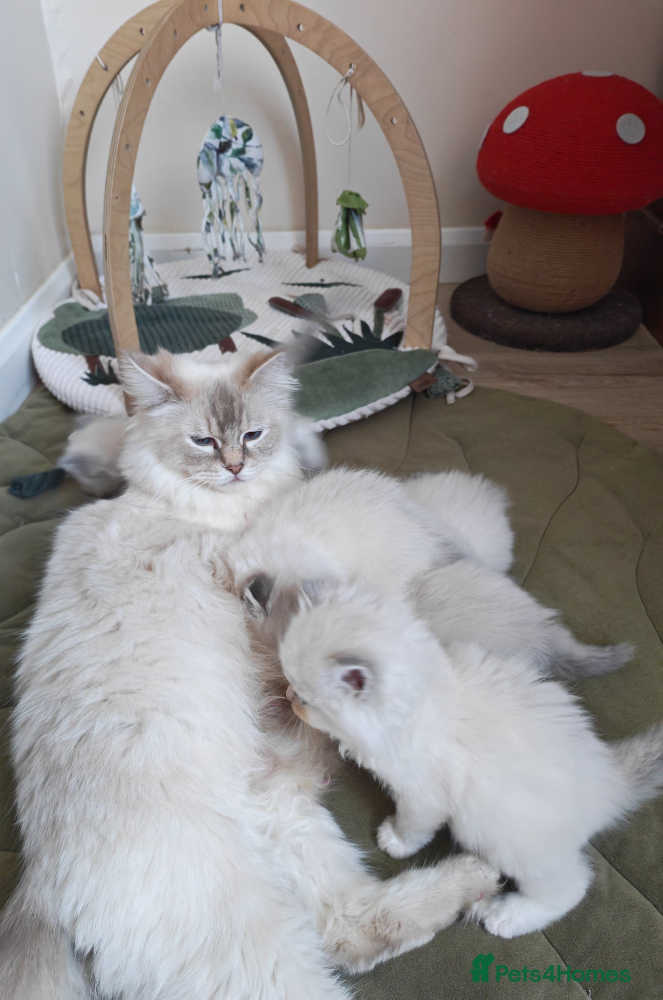Ragdoll cats BEAUTIFUL RAGDOLLS KITTENS GCCF REGISTERED  - Advert 1