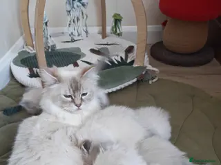 Ragdoll cats BEAUTIFUL RAGDOLLS KITTENS GCCF REGISTERED - Advert 1