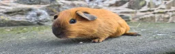Guinea Pig rodents for sale: Californian male guinea pigs  - Advert 8