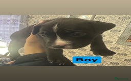Mixed Breed dogs for sale: Canecorso/staffy puppies  - Image 5