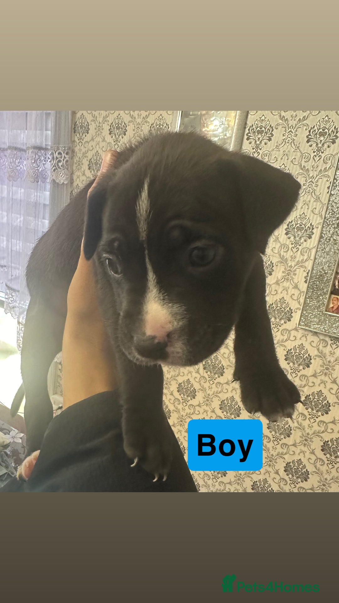 Mixed Breed dogs for sale: Canecorso/staffy puppies  - Image 5