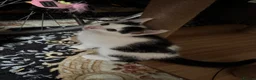 Mixed Breed cats for sale: 4 lively kittens looking for forever homes  - Advert 13