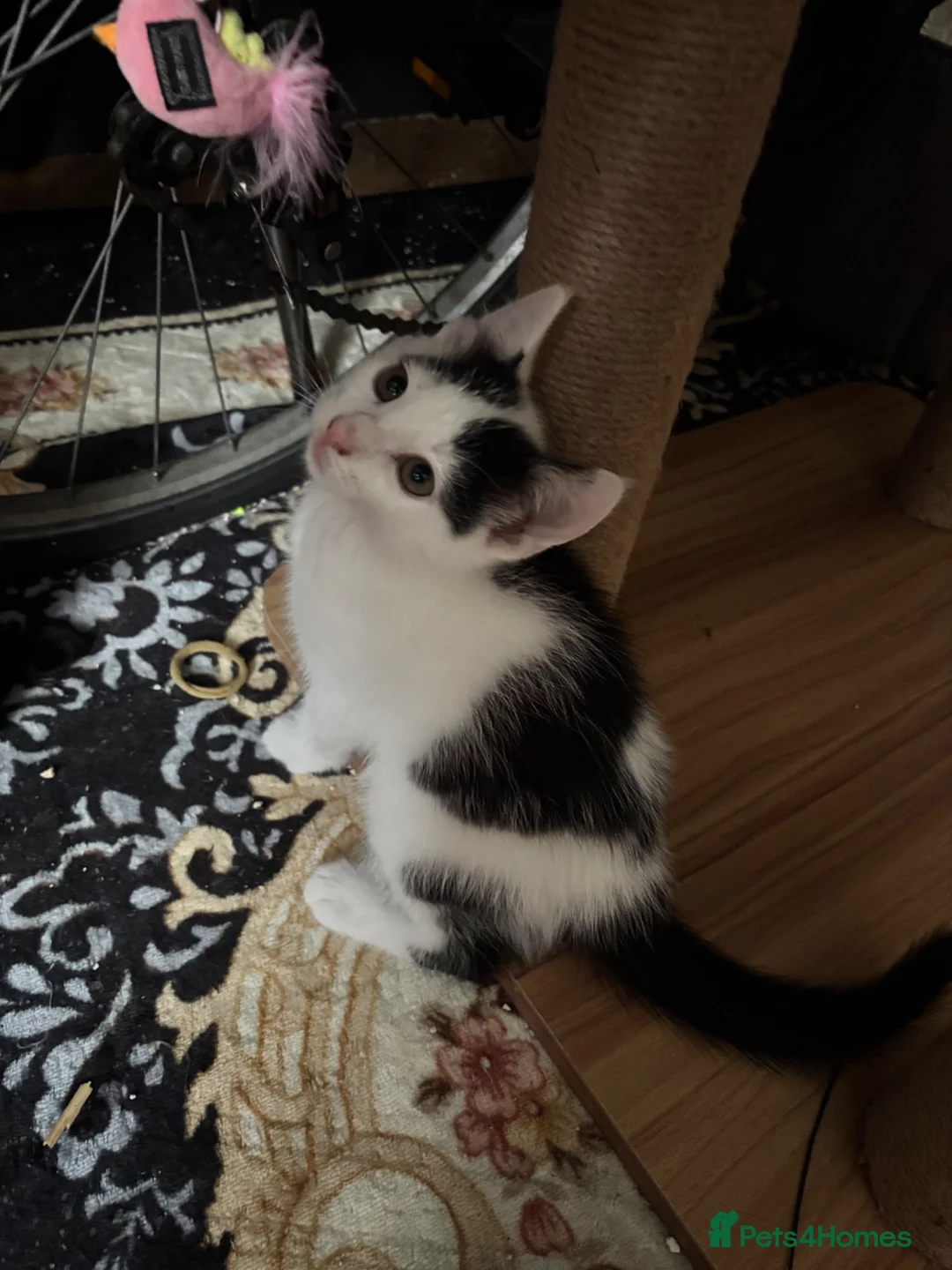 Mixed Breed cats for sale: 4 lively kittens looking for forever homes  - Advert 13