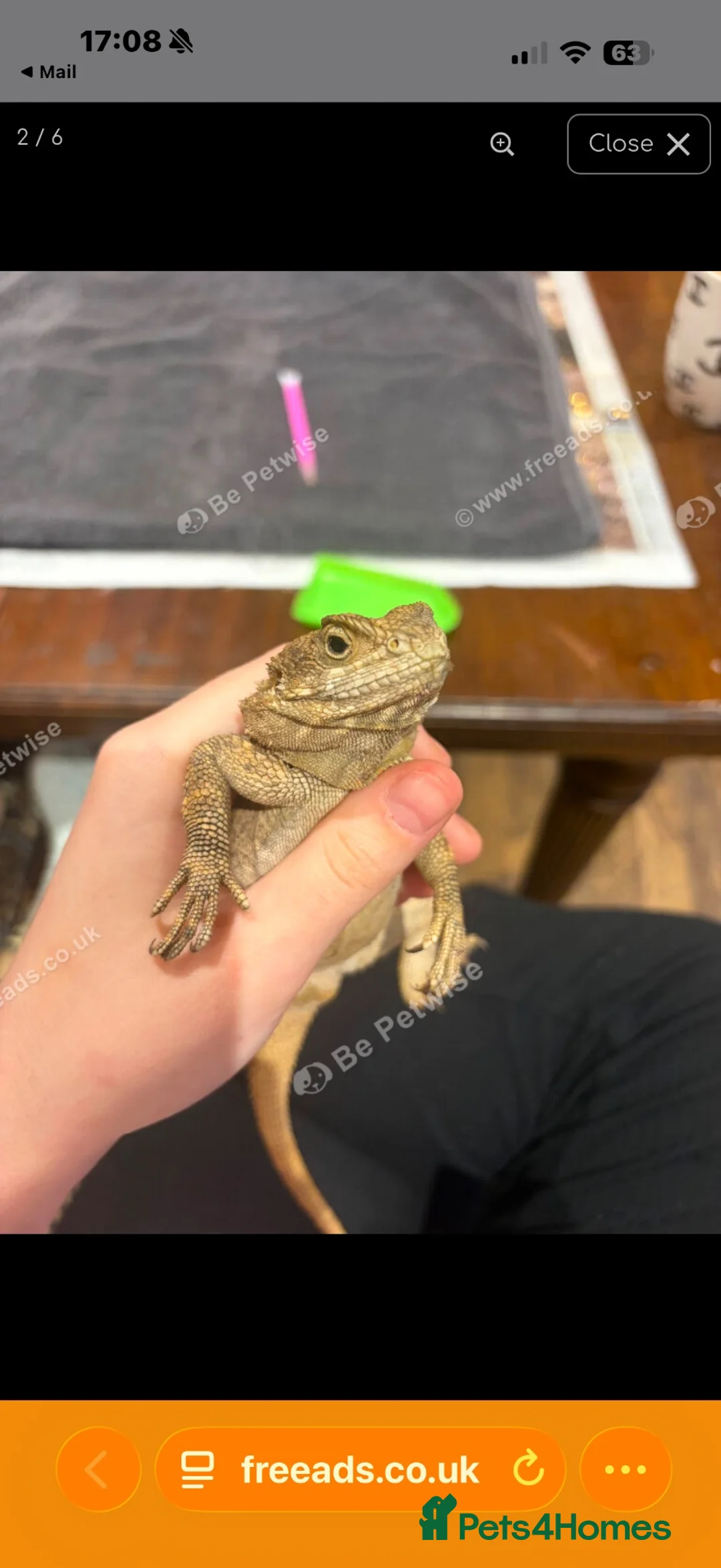 Lizard reptiles for sale: Agama lizards pair male and female  - Advert 2