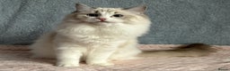 Ragdoll cats for sale: Playful Pedigree Ragdoll Kittens Available - Advert 3