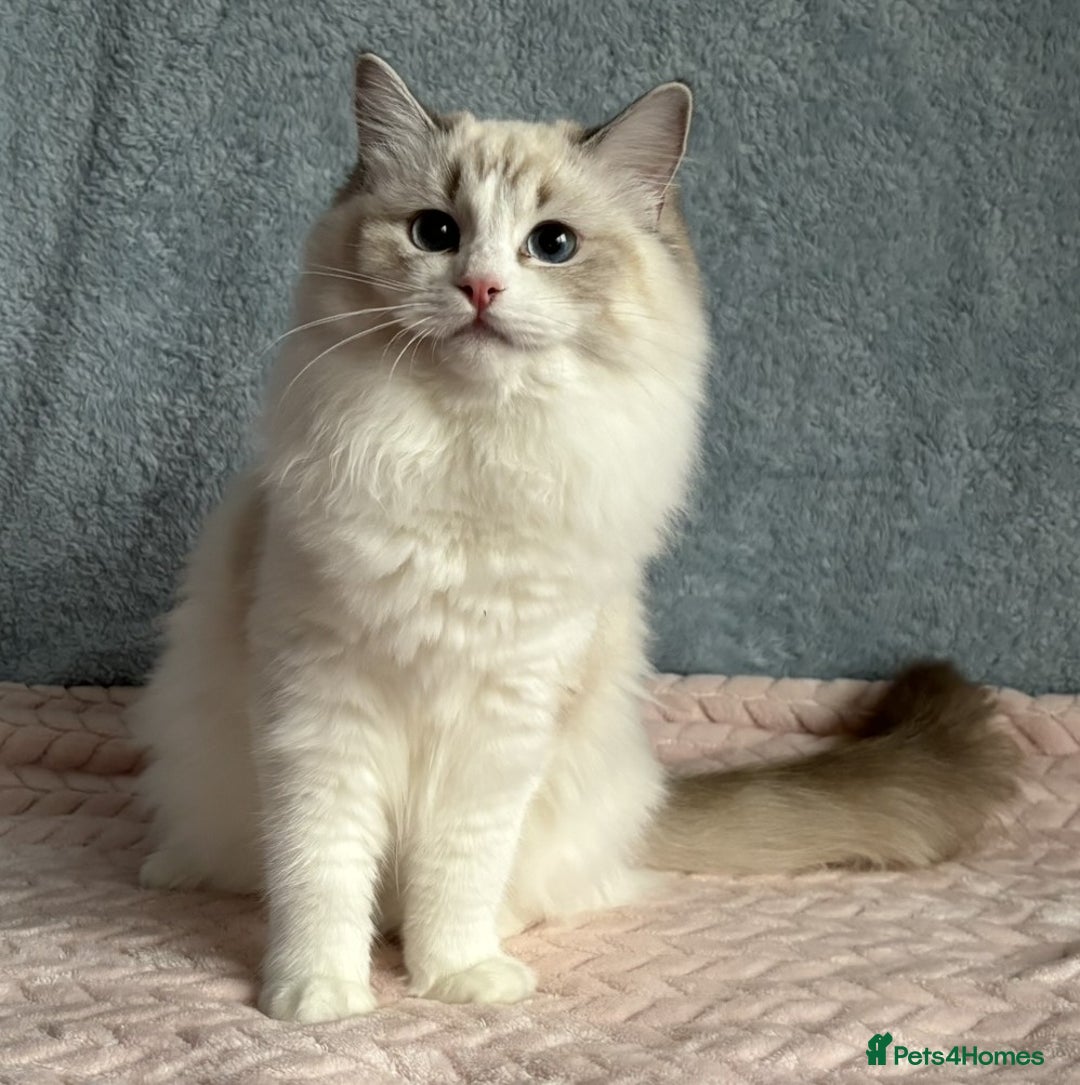 Ragdoll cats for sale: Playful Pedigree Ragdoll Kittens Available - Advert 3