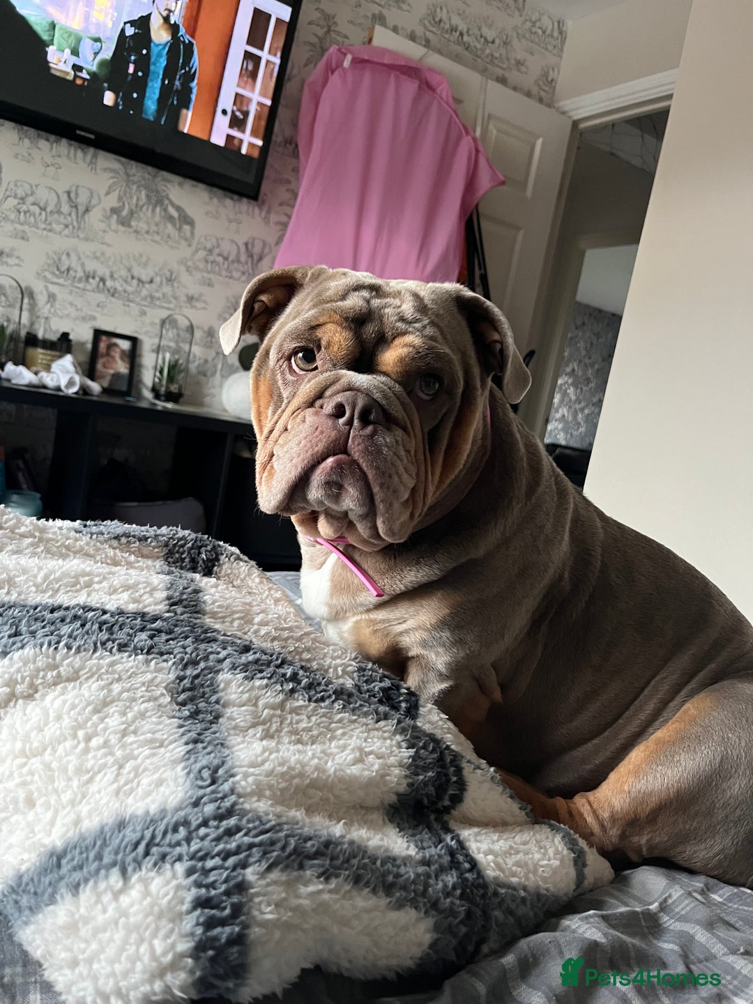 English Bulldog dogs for sale: Bonnie 3 year old British bulldog  - Advert 13