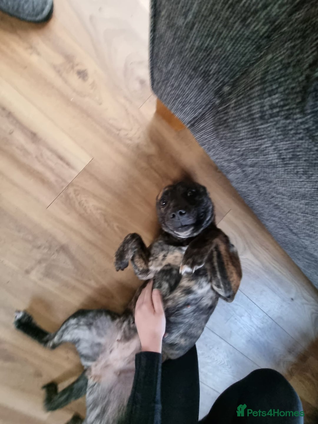 Mixed Breed dogs for sale: Free to the right owner. - Advert 5