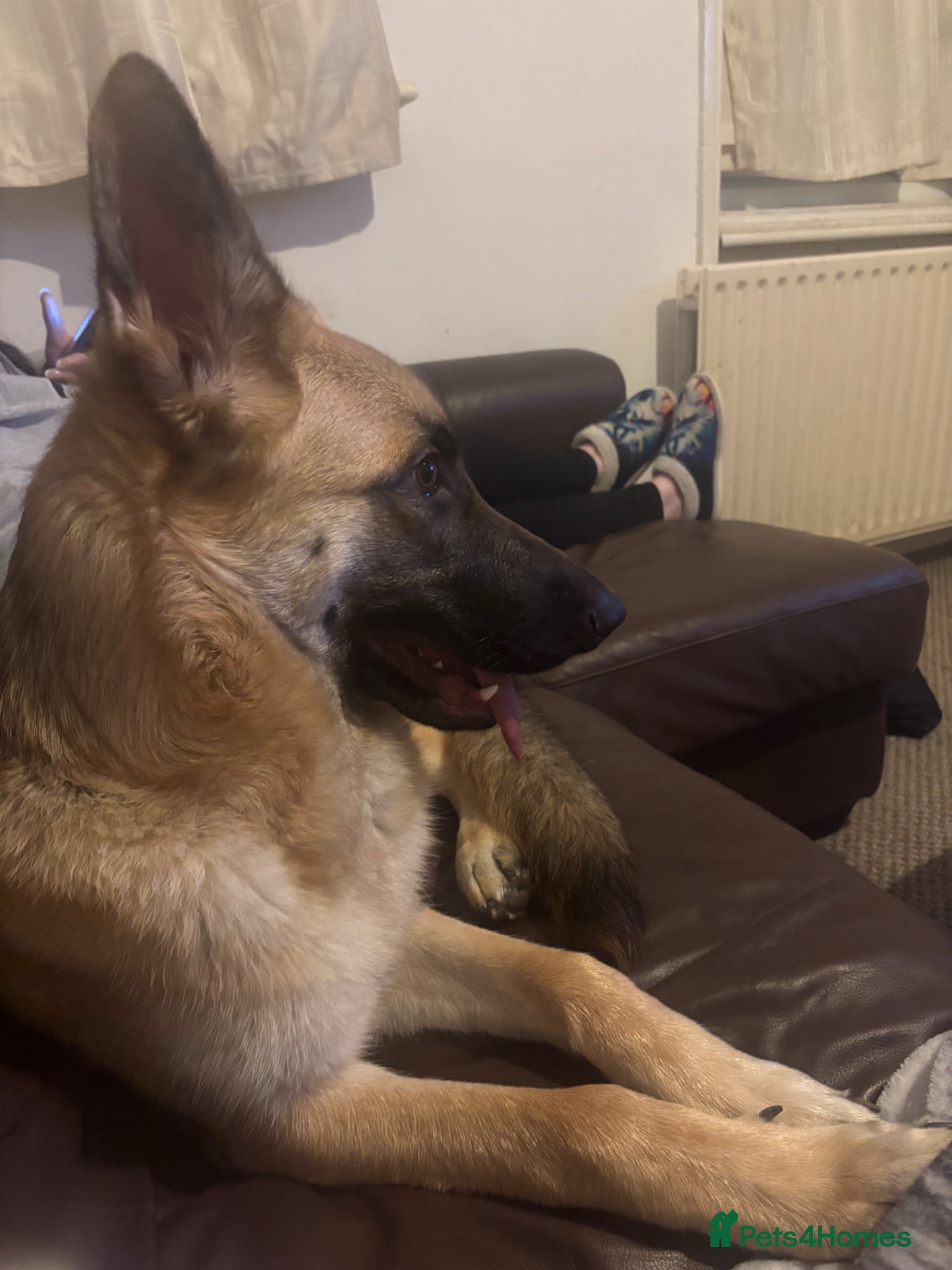 Mixed Breed dogs for sale: Skye the German Shepard  in North Shields - Advert 5