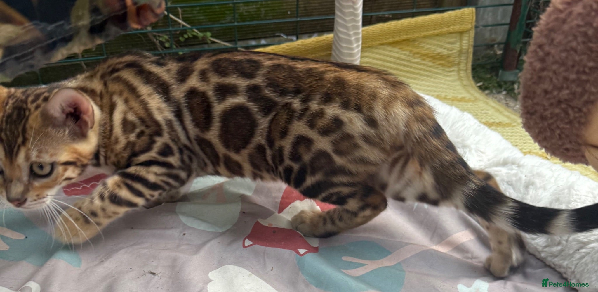 Bengal cats 🩷 Stunning TICA ✨ Health tested Bengal kitten  - Advert 2