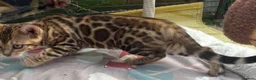 Bengal cats for sale: 🩷 Stunning TICA ✨ Health tested Bengal kitten  - Advert 8