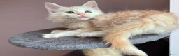 Maine Coon cats for sale: ✨ Maine Coon Kittens – Ready Now💥 in Leeds - Advert 21