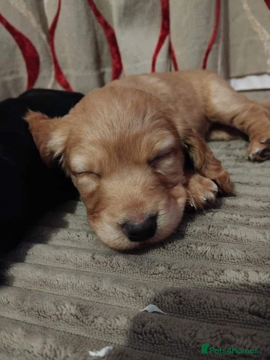 Cocker Spaniel dogs for sale: KC Registered Working Cocker Spaniel  - Advert 26