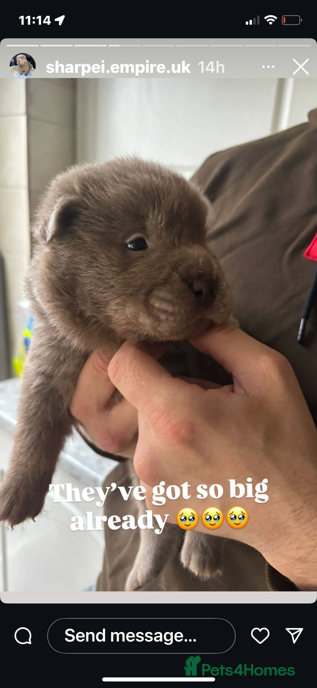 Shar Pei dogs for sale: Stunning litter of kc reg Shar Pei puppies  - Image 10