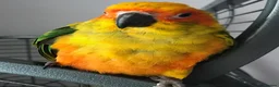 Conures birds for sale: Female Conure for sale  - Advert 5