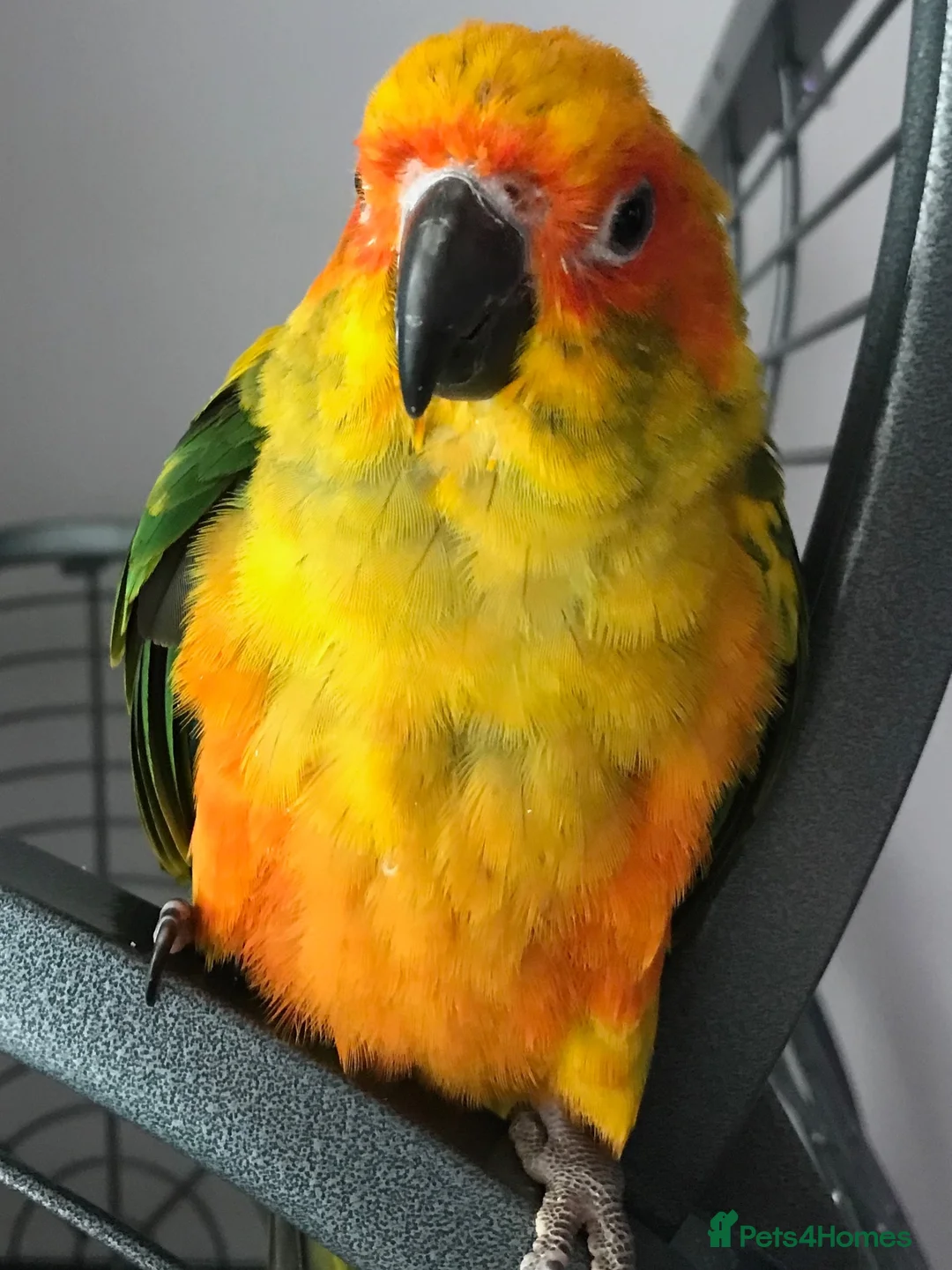 Conures birds for sale: Female Conure for sale  - Advert 5