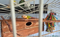Conures birds for sale: pair of conures for sale - Image 6
