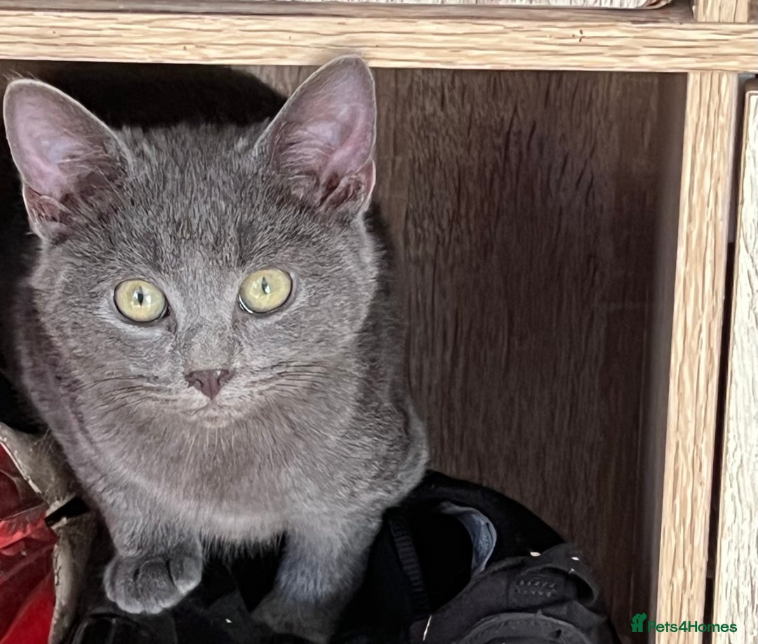 Mixed Breed cats for sale: Munchkin x British shorthair kittens - Advert 5