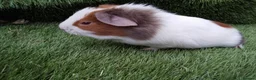 Guinea Pig rodents for sale: Abyssinian boys and pet boys  - Advert 8