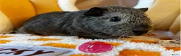 Guinea Pig rodents for sale: Female & Male Baby Guinea Pigs - Advert 2