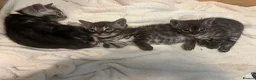 Bengal cats for sale: Rare Silver smoke Baby Bengals  in Stowmarket - Advert 15
