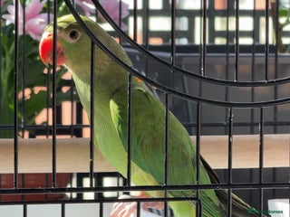 Ringnecks birds - Advert 34