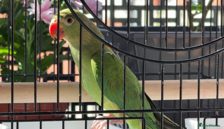 Ringnecks birds - Advert 1